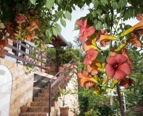 Druzeta Zorka Apartman Alba Medveja