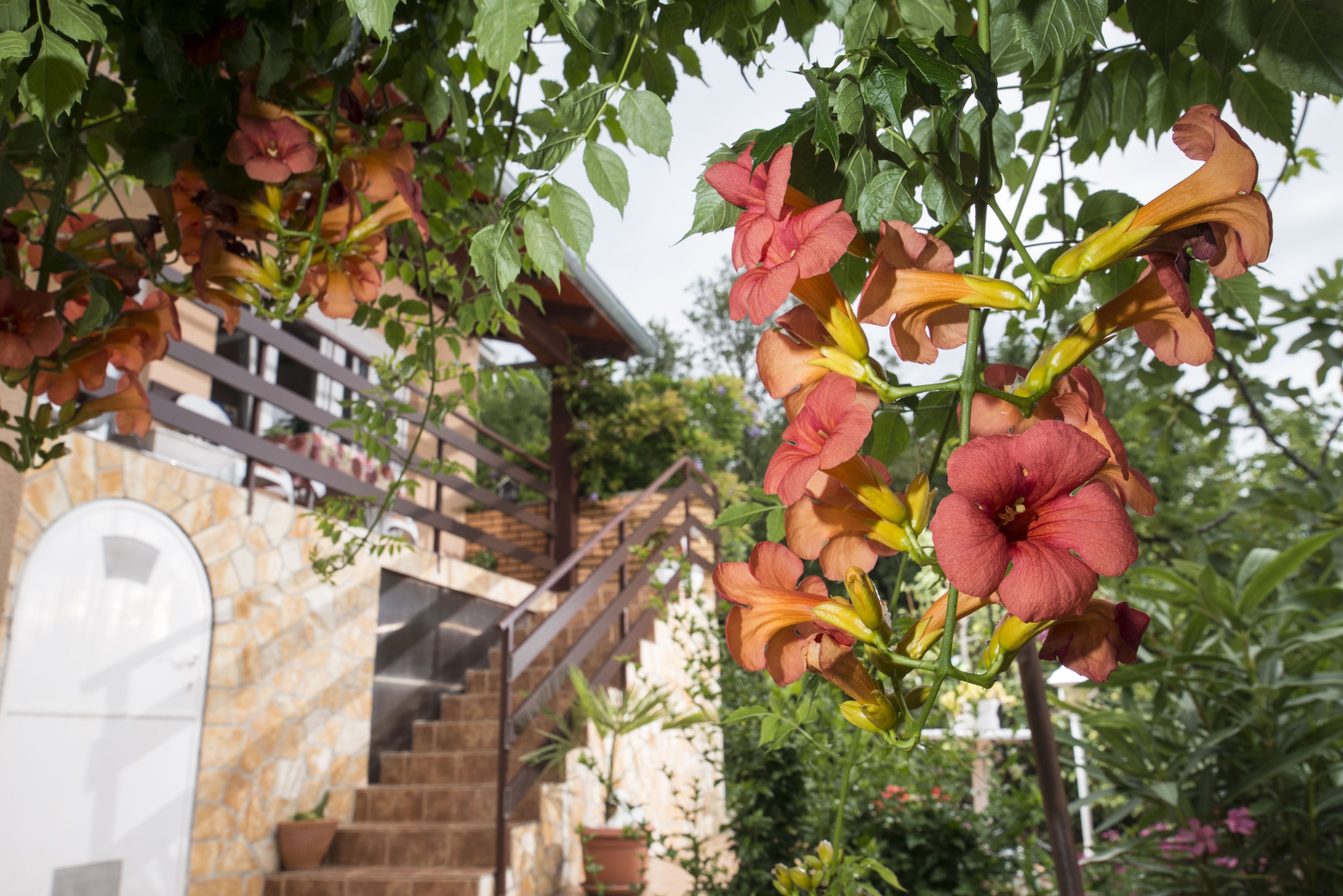 Druzeta Zorka Apartman Alba Medveja